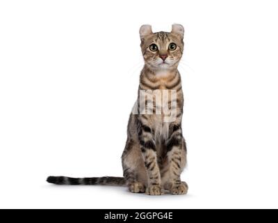 Schöne braune gestromte American Curl Kurzhaar Katze, sitzend nach vorne. Blick auf die Kamera. Isolatd auf weißem Hintergrund. Stockfoto