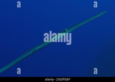 Fistularia commersonii, Glatter Flötenfisch, Blauspottkornfisch, Rhodos, Griechenland, Mittelmeer, Griechenland, Mittelmeer Stockfoto