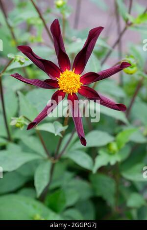 Dahlia 'Verrone's Obsidian' auch bekannt als Dahlia 'Honka Black'. Stern- oder Single Orchid Dahlia mit tiefroten, fast schwarzen Blütenblättern Stockfoto