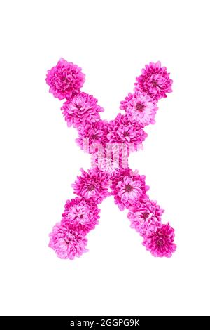 Buchstaben aus Blüten, Figuren aus rosa Chrysanthemum, isoliert auf weißem Hintergrund. Stockfoto