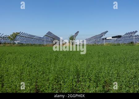 Agrivoltaics oder Agrophotovoltaics entwickelt das gleiche Grundstück sowohl für die Photovoltaik als auch für die Landwirtschaft. Stockfoto