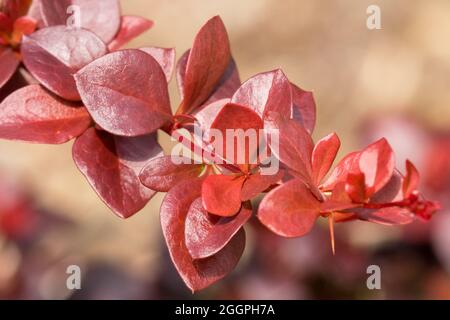 Japanischer Berberis thunbergii „Darts rote Dame“ Stockfoto