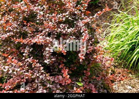 Japanischer Berberis thunbergii „Darts rote Dame“ Stockfoto