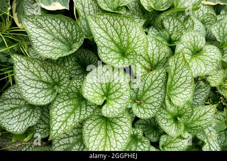 Brunnera Alexanders Großartig Stockfoto