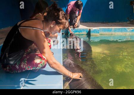 IQUITOS, PERU - 19. JUNI 2015: Besucher beobachten Amazonas-Seekühe (Trichechus inunguis) im Amazonas-Seekühe-Rettungszentrum in der Nähe von Iquitos, Peru Stockfoto