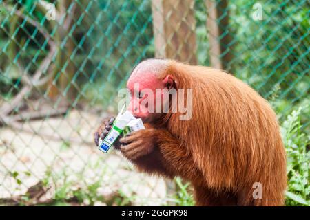 PADRE COCHA, PERU - 19. JUNI 2015: Der kahle Uakari-Affe (Cacajao calvus) frisst gestohlene Zigaretten im Amazonas-Tierwaishaus Pilpintuwasi im Dorf P Stockfoto