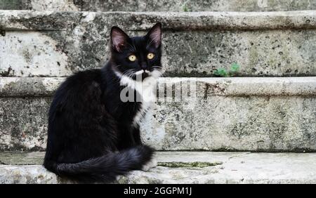 Ein kleines Kätzchen, aber mit dem Gesicht eines alten Philosophen, schwarz und weiß, sitzt auf Steintreppen in Kotor, Montenegro Stockfoto