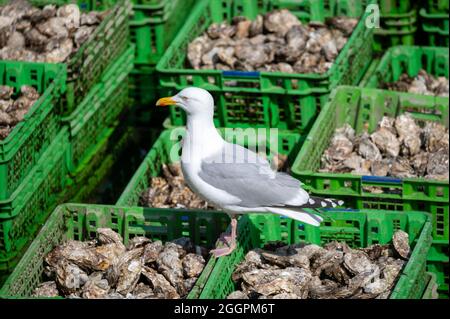 Möwe sitzt auf einer Austernfarm in Yerseke, Zeeland, Niederlande, auf einer olastischen Schachtel voller frischer creuse-Austern Stockfoto