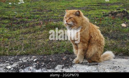 Eine riesige und mollige beige Katze sitzt auf einer Steinterrasse vor dem Gras in Barentsburg, in Svalbard, in Norwegen Stockfoto