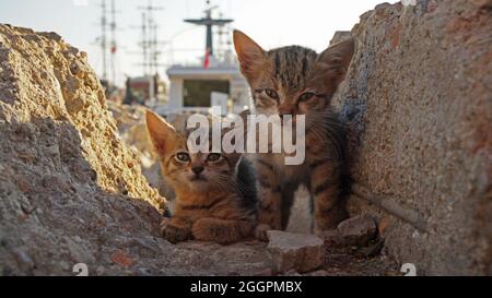 Zwei kleine streunende Kätzchen auf einem Felsen vor einem Boot im Hafen von Bodrum, Türkei Stockfoto