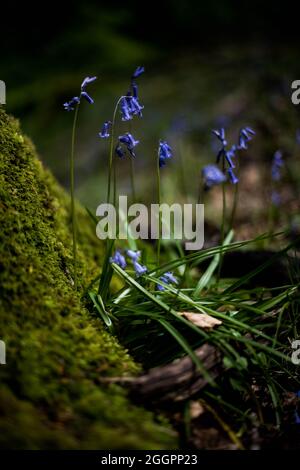 Bluebells in the Forest of Dean Frühling 2021. Stockfoto