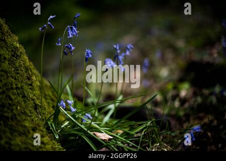 Bluebells in the Forest of Dean Frühling 2021. Stockfoto
