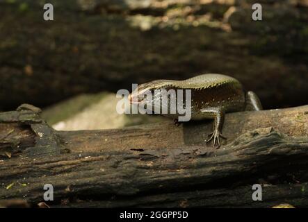 Gewöhnlicher Sonnenskink (Eutropis multifasciata) Erwachsener auf verfaulter, holzfressender Beute Kaeng Krachen, Thailand November Stockfoto