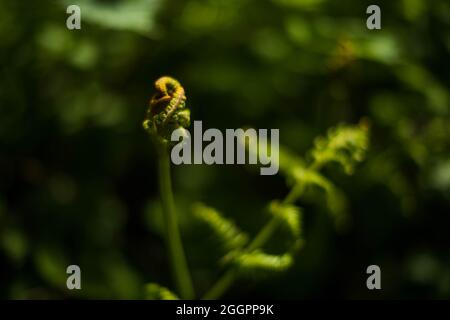 Soudley Ponds, Sommer 2021. Stockfoto