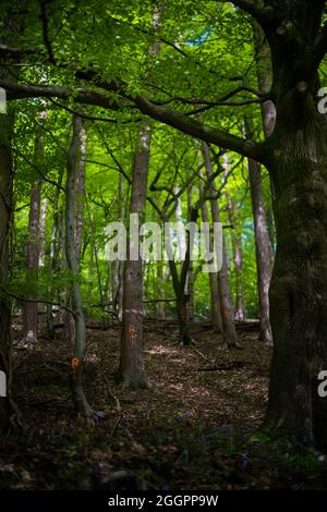 Soudley Ponds, Sommer 2021. Stockfoto