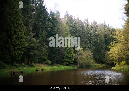 Soudley Ponds, Sommer 2021. Stockfoto