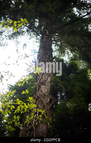 Soudley Ponds, Sommer 2021. Stockfoto