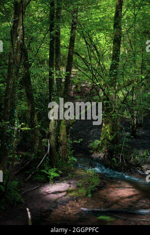 Soudley Ponds, Sommer 2021. Stockfoto