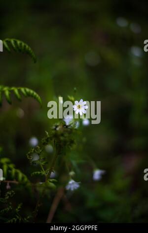 Soudley Ponds, Sommer 2021. Stockfoto