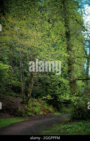 Soudley Ponds, Sommer 2021. Stockfoto