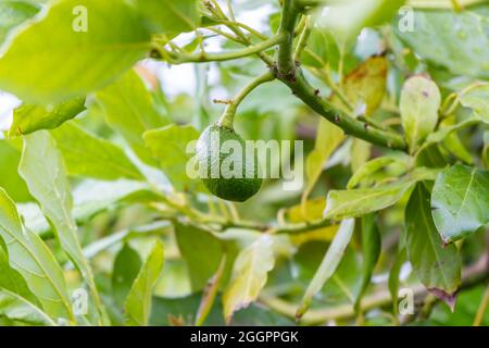 Frische Avocado Früchte reifen hängen auf Baum branch.Organic Landwirtschaft Plantage Konzept. Stockfoto