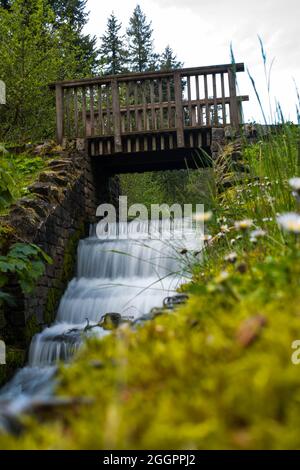 Soudley Ponds, Sommer 2021. Stockfoto