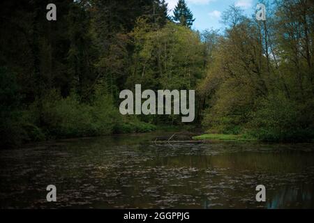 Soudley Ponds, Sommer 2021. Stockfoto