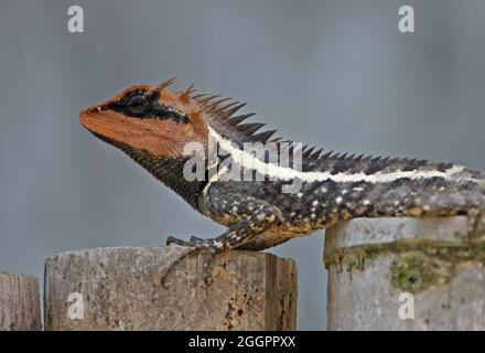 Forest Crested Lizard (Calotes emma) Nahaufnahme eines erwachsenen Mannes am Zaun Kaeng Krechen NP, Thailand Februar Stockfoto