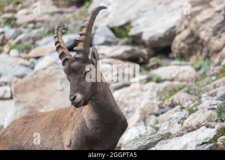 Isolierte Steinbock Hirsch lange Horn Schaf Steinbock. Stockfoto