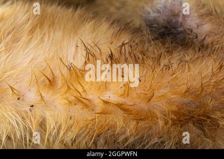 Flöhe im Hundehaar. Flöhe laufen um den Hund herum. Nahaufnahme. Stockfoto