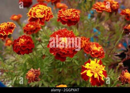 Große orange Blüten Ringelblumen oder Tagetes patulaclose-up Stockfoto