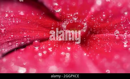 vinca, Blüte, rosa, grün, Flora, Garten, schön, Blüte, Makro, frisch, Pflanze, Nahaufnahme, Blume, periwinkle, Outdoor, Bunt, rot, Natur, Blütenblatt, Stockfoto