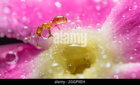 Eine kleine, lichtdurchlässige Ameise trägt in Makroaufnahmen in extremer Nahaufnahme einen Wassertropfen auf einer vinca-Blume Stockfoto