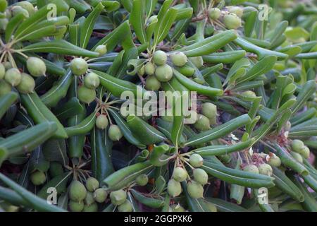 Zweige von Pittosporum tobira oder australischer Lorbeer Stockfoto