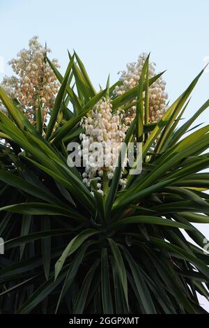 Blüte von Yucca aloifolia oder spanisches Bajonett. Blühende Pflanze. Stockfoto