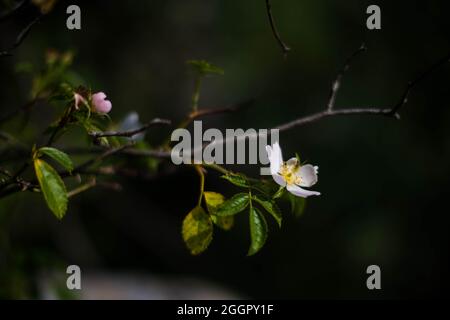 Blüht auf einem felsigen Felsvorsprung in Symond's Yat, Forest of Dean, Gloucestershire. Stockfoto