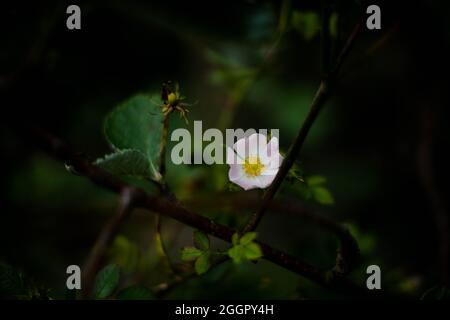 Blüht auf einem felsigen Felsvorsprung in Symond's Yat, Forest of Dean, Gloucestershire. Stockfoto