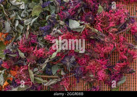 Getrocknete Calendula, Monarda Didyma (Bergamotte) und Anishysop (Agastache foeniculum). Bereits getrocknet, um entspannenden Kräutertee zu machen. Stockfoto