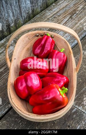 Ein Trug mit gepflückten selbst angebauten Paprika, Capsicum annuum 'Bendigo', aus dem Gewächshaus. Stockfoto