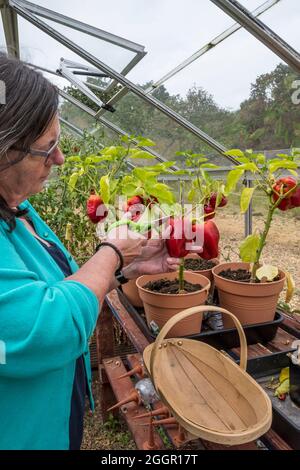 Eine Frau pflückt Bendigo F1-Paprika, Capsicum annuum, die in einem Gewächshaus wächst. Stockfoto