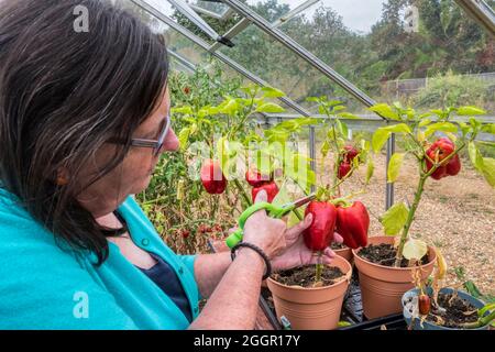 Eine Frau pflückt Bendigo F1-Paprika, Capsicum annuum, die in einem Gewächshaus wächst. Stockfoto