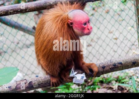 PADRE COCHA, PERU - 19. JUNI 2015: Der kahle Uakari-Affe (Cacajao calvus) frisst gestohlene Zigaretten im Amazonas-Tierwaishaus Pilpintuwasi im Dorf P Stockfoto