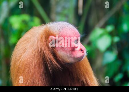 Der kahle Uakari-Affe (Cacajao calvus) im Amazonas-Tierwaishaus Pilpintuwasi im Dorf Padre Cocha in der Nähe von Iquitos, Peru Stockfoto