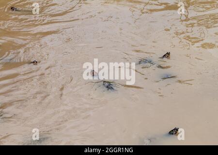 Die gelbgefleckte Amazonas-Flussschildkröte (Podocnemis unifilis) in Fundo Pedrito Tierfarm im Dorf Barrio Florido in der Nähe von Iquitos, Peru Stockfoto