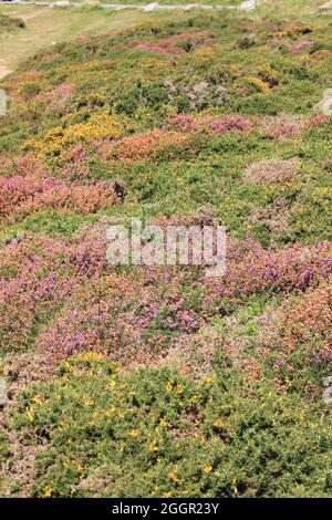 Die Great Orme Stockfoto