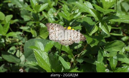 Nahaufnahme eines Grauen Stiefmütterchen-Schmetterlings auf einer Blume, während er seine Flügel parallel zum Hintergrund ausbreitet Stockfoto