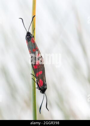 Zygaena trifolii, fünf-Punkt-burnett-Motten, die sich paaren. Devon, Großbritannien. Stockfoto