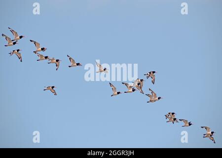 Fliegende Herde eurasischer Austernfischer Haematopus ostralegus, auch bekannt als gewöhnlicher Austernfischer oder palaearktischer Austernfischer. Northam Burrows, Devon. Stockfoto