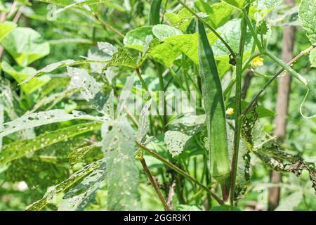 Fresh Lady Fingers, Bhindi, Okra, Abelmoschus, Esculentus, Ocker, Gumbo-Gemüse mit Blumen wachsen auf dem Bauernhof. Selektiver Fokus, Indien, Mumbai, Ma Stockfoto