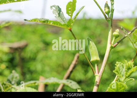 Fresh Lady Fingers, Bhindi, Okra, Abelmoschus, Esculentus, Ocker, Gumbo-Gemüse mit Blumen wachsen auf dem Bauernhof. Selektiver Fokus, Indien, Mumbai, Ma Stockfoto